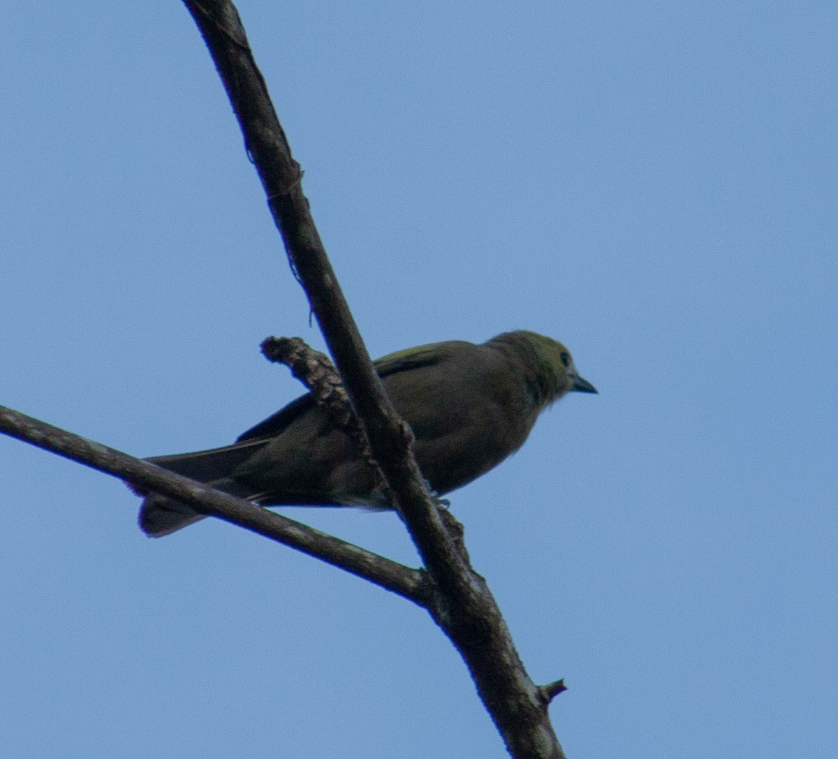 Palm Tanager - ML642806960