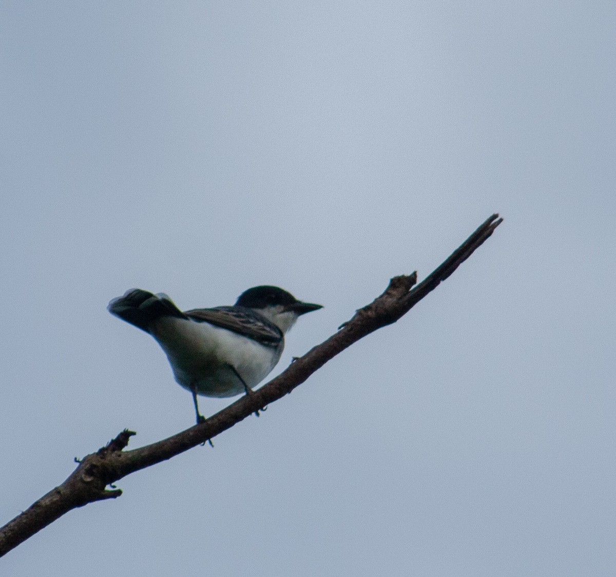 Eastern Kingbird - ML642806967