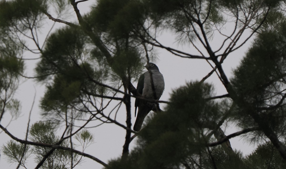 Spectacled Imperial-Pigeon - ML642806972