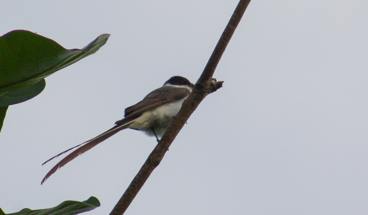 Fork-tailed Flycatcher - ML642806973