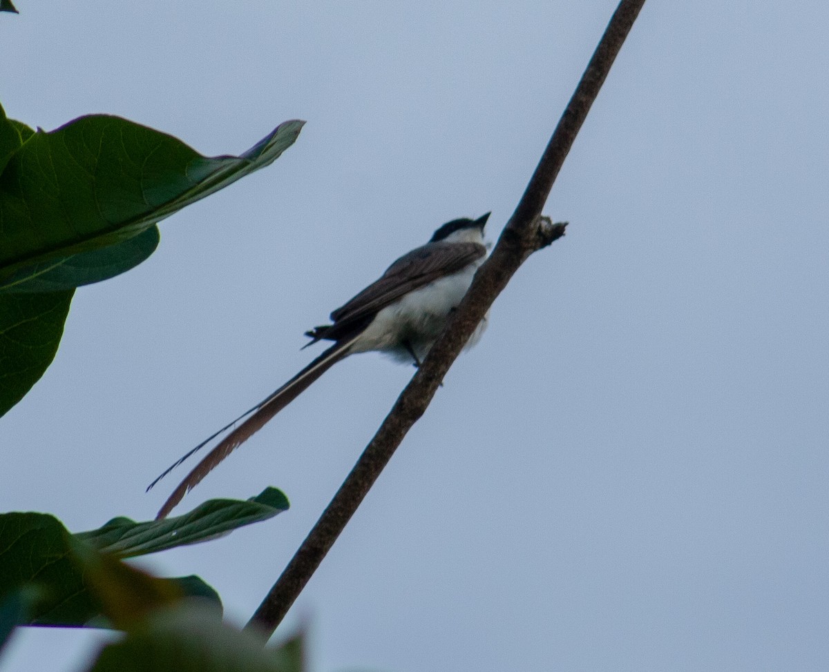 Fork-tailed Flycatcher - ML642806974