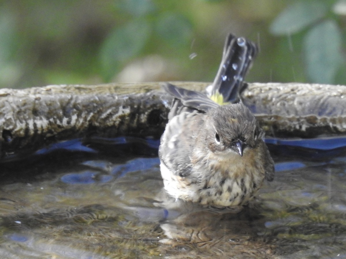 Yellow-rumped Warbler (Myrtle) - ML642806996