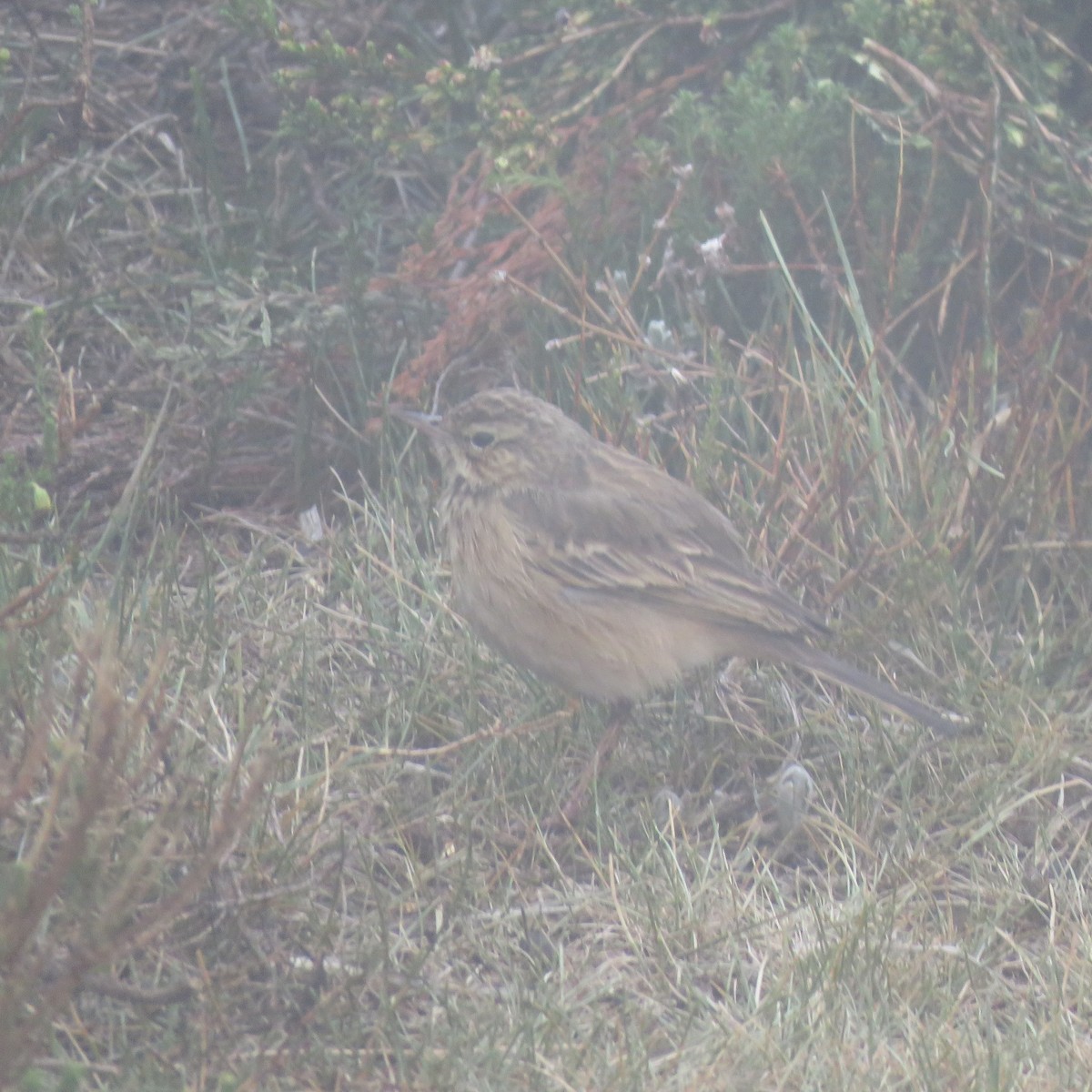 Pipit alticole - ML642806999