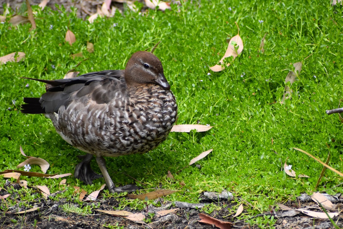 Maned Duck - ML642807013