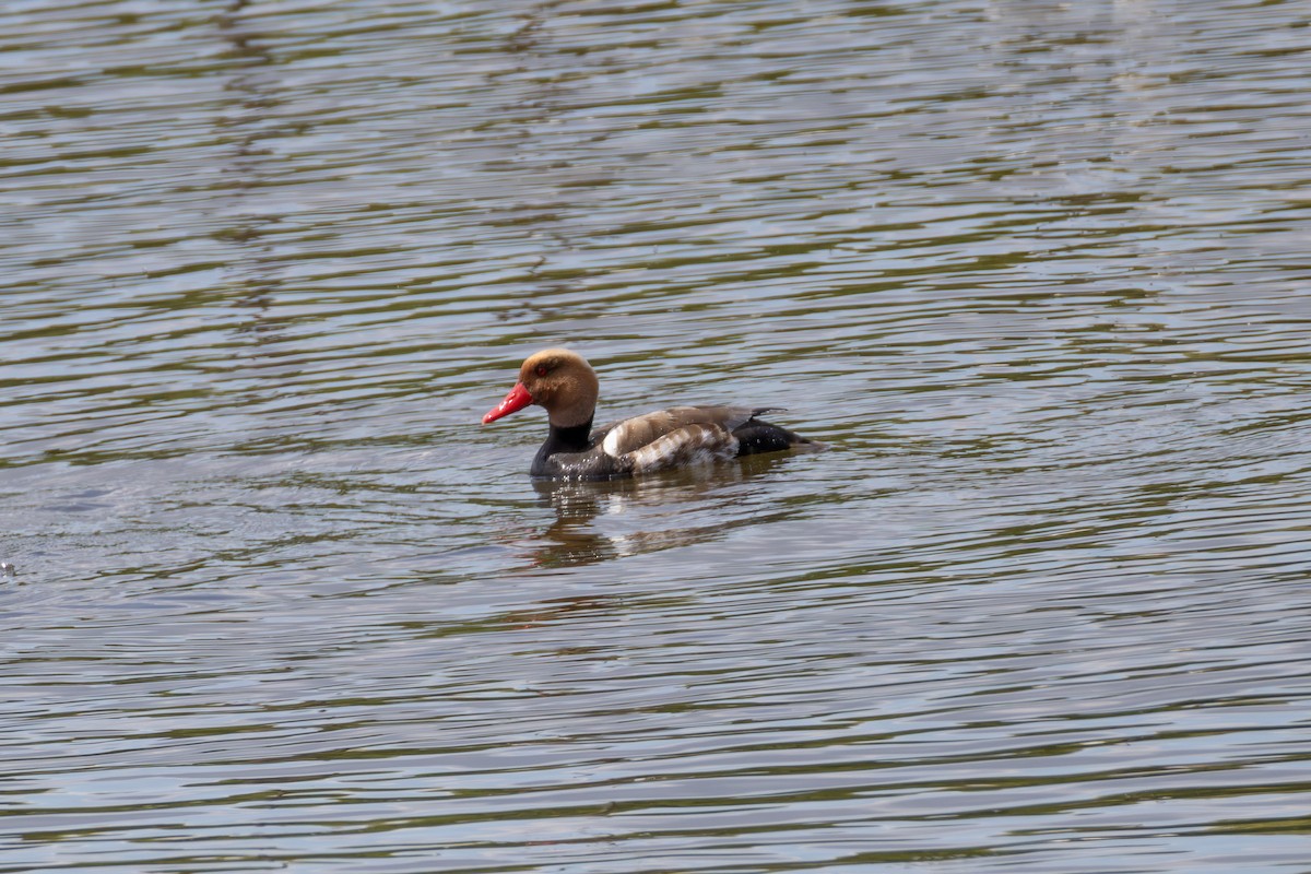 Red-crested Pochard - ML642807018