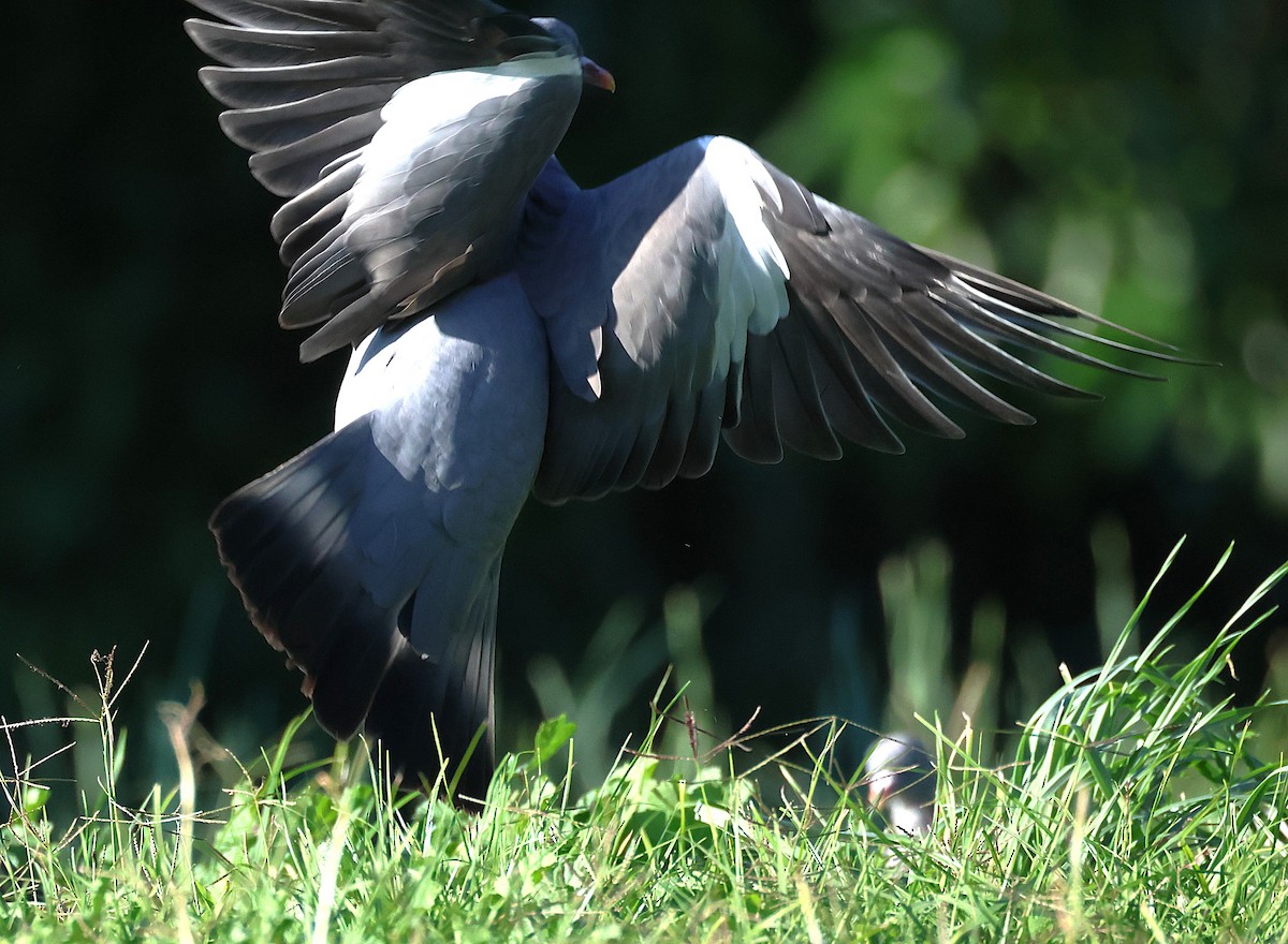 Common Wood-Pigeon - ML642807019