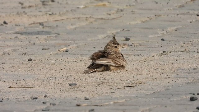 Crested Lark - ML642807027