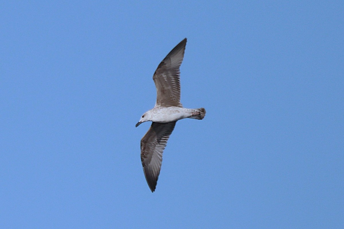 Yellow-legged Gull - ML642807033
