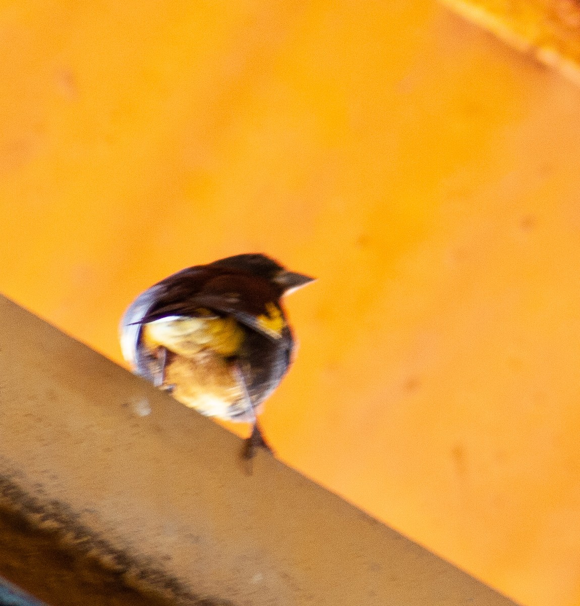 Yellow-bellied Siskin - ML642807035