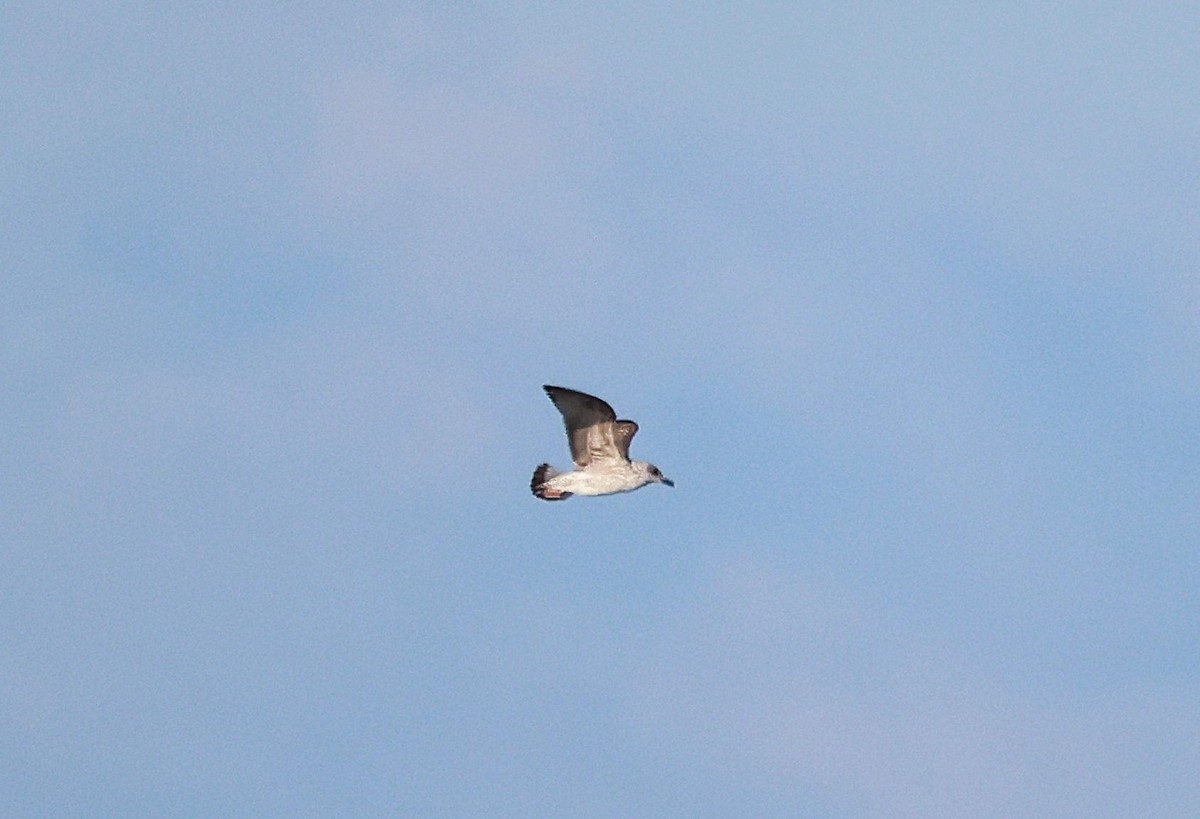 Yellow-legged Gull - ML642807043