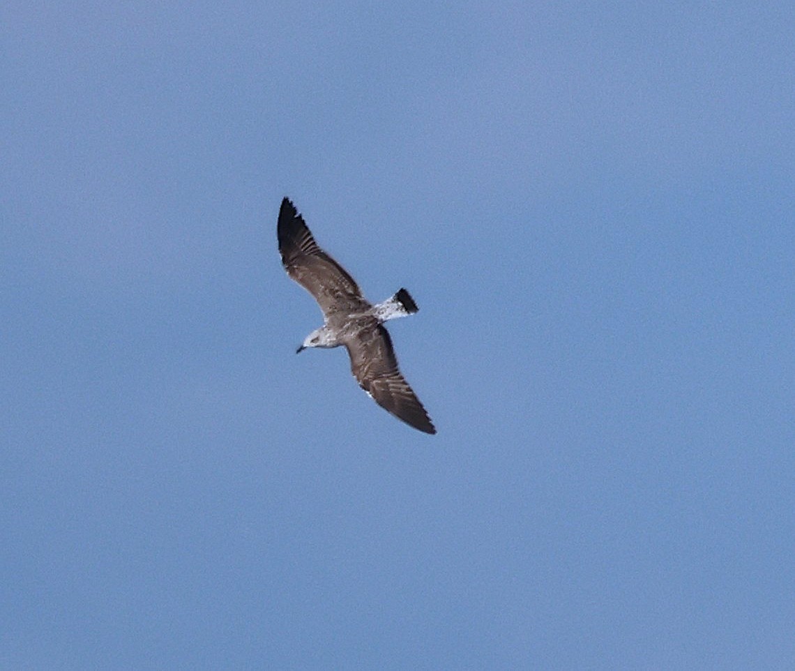 Yellow-legged Gull - ML642807045