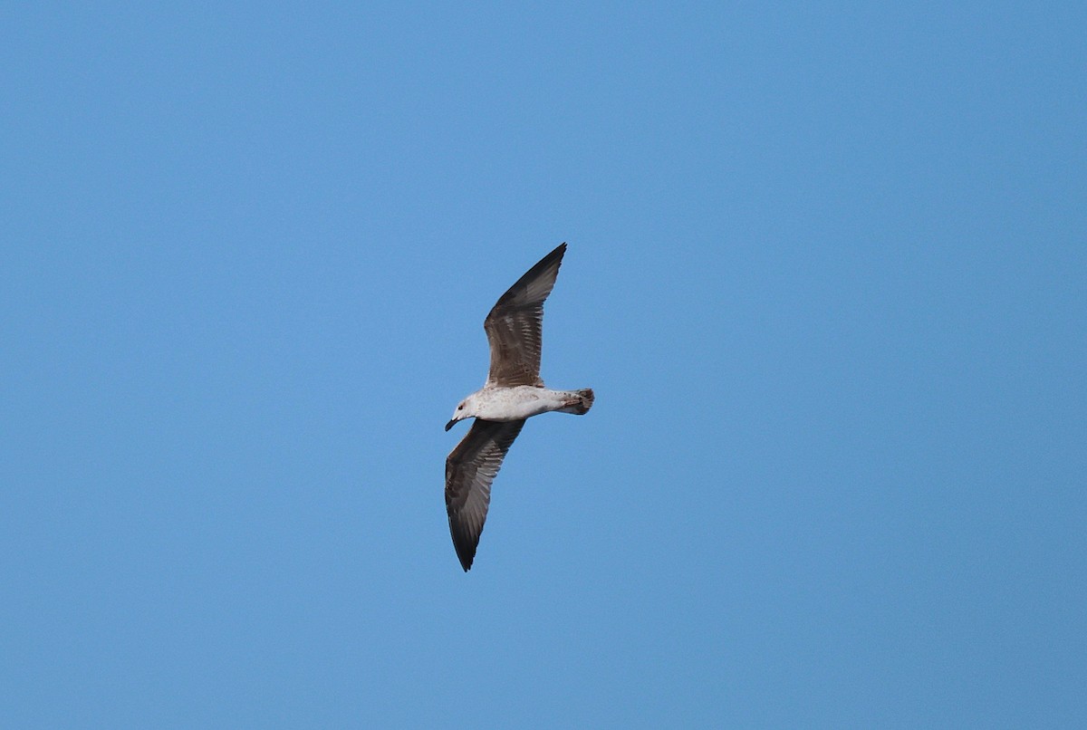 Yellow-legged Gull - ML642807046