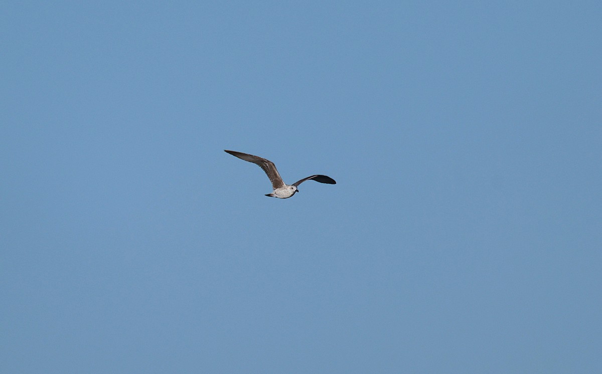 Yellow-legged Gull - ML642807047