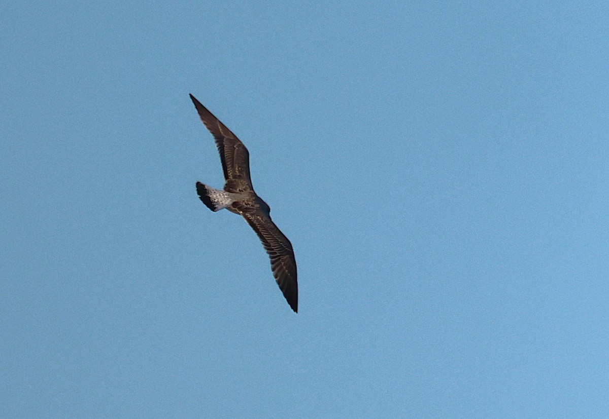 Yellow-legged Gull - ML642807048