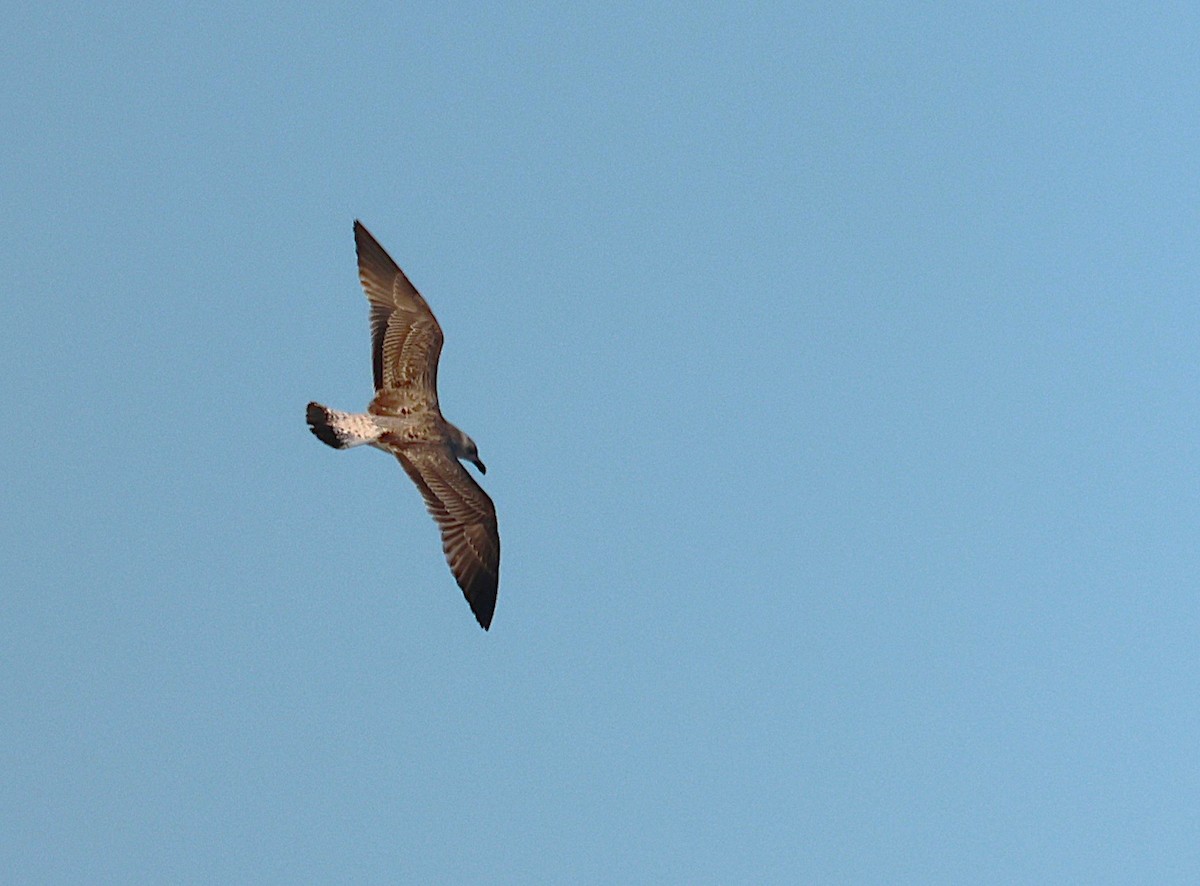 Yellow-legged Gull - ML642807049