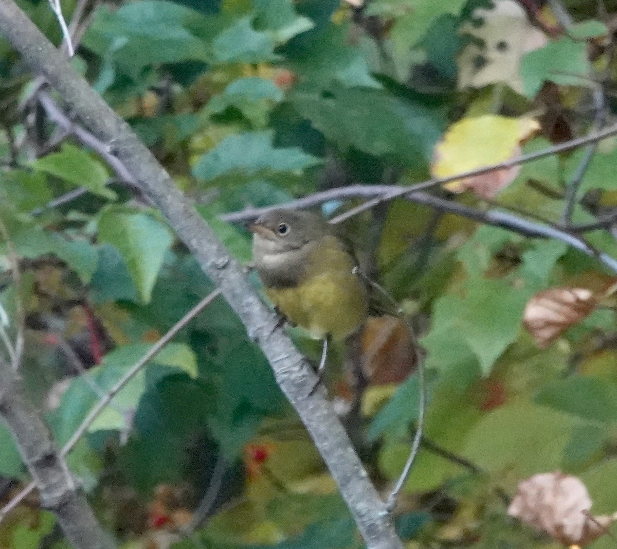 Connecticut Warbler - ML642807053