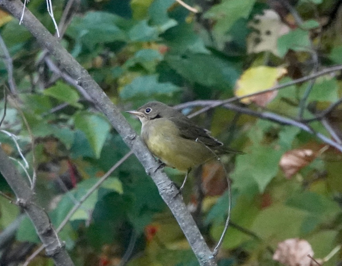 Connecticut Warbler - ML642807055