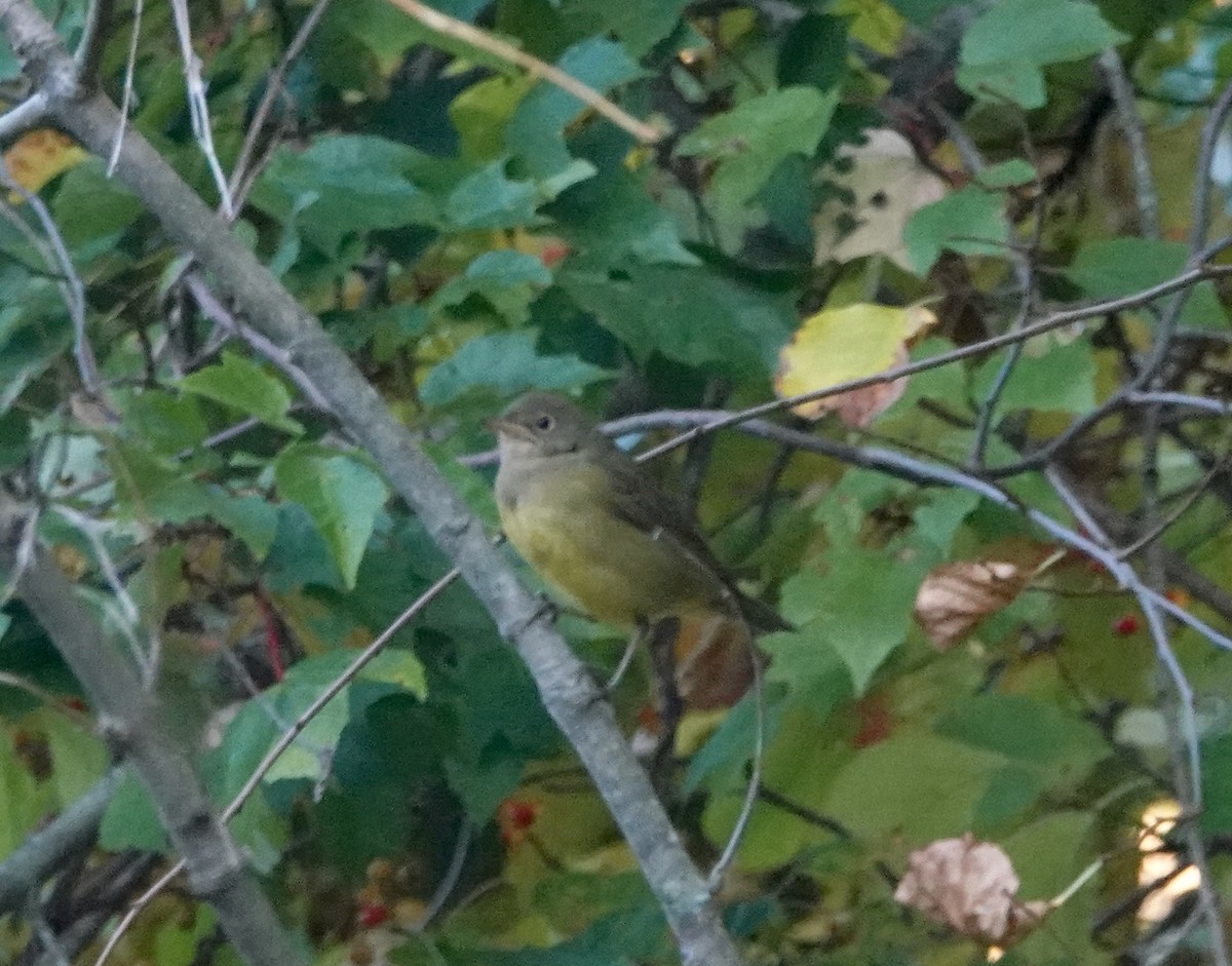Connecticut Warbler - ML642807056