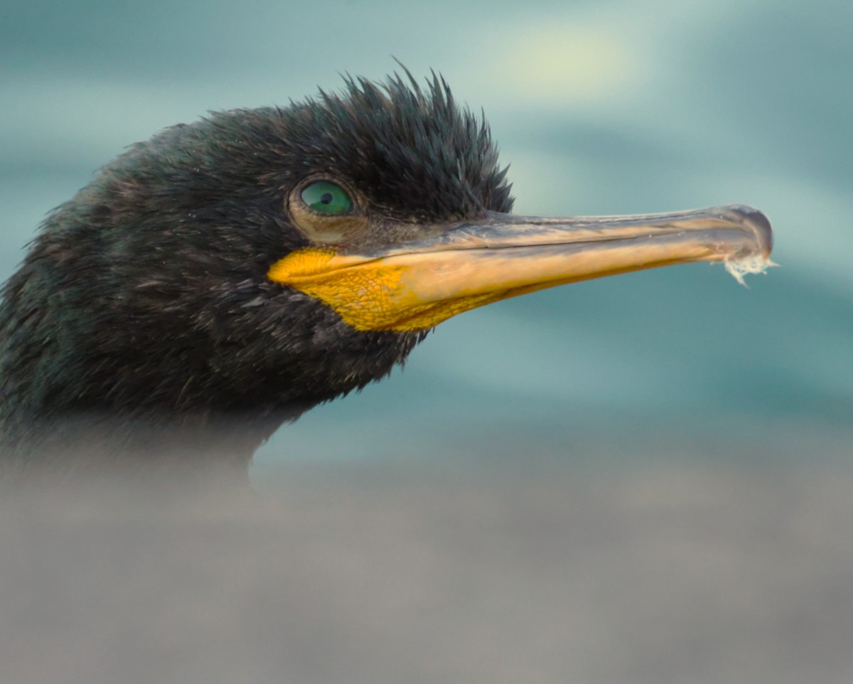 European Shag - ML642807058