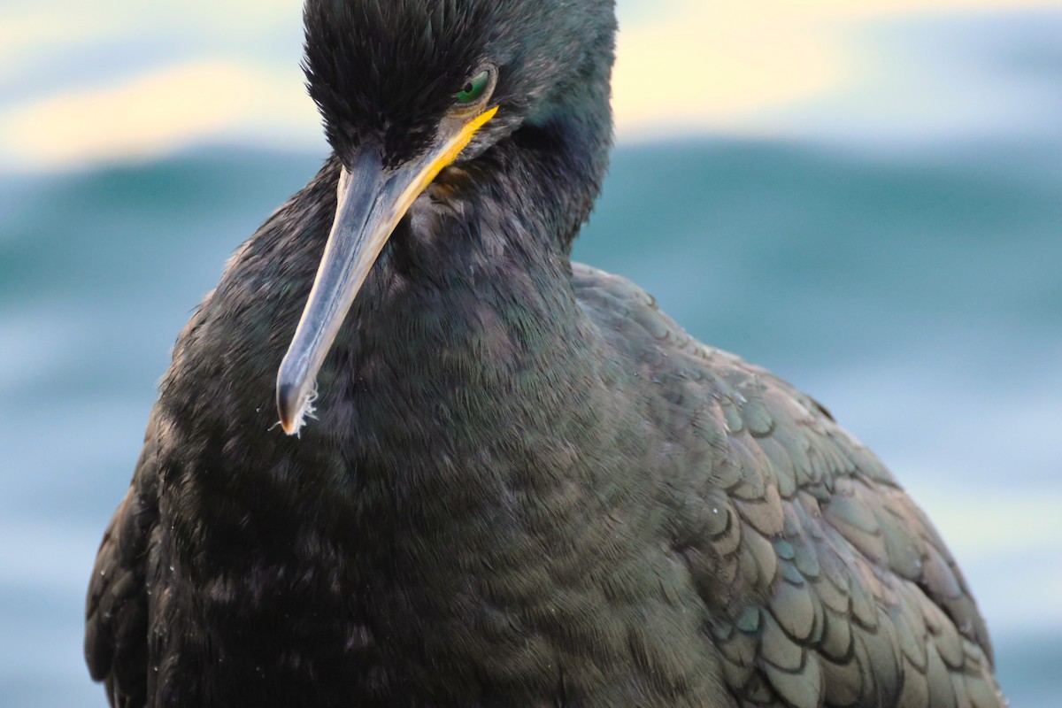 European Shag - ML642807059