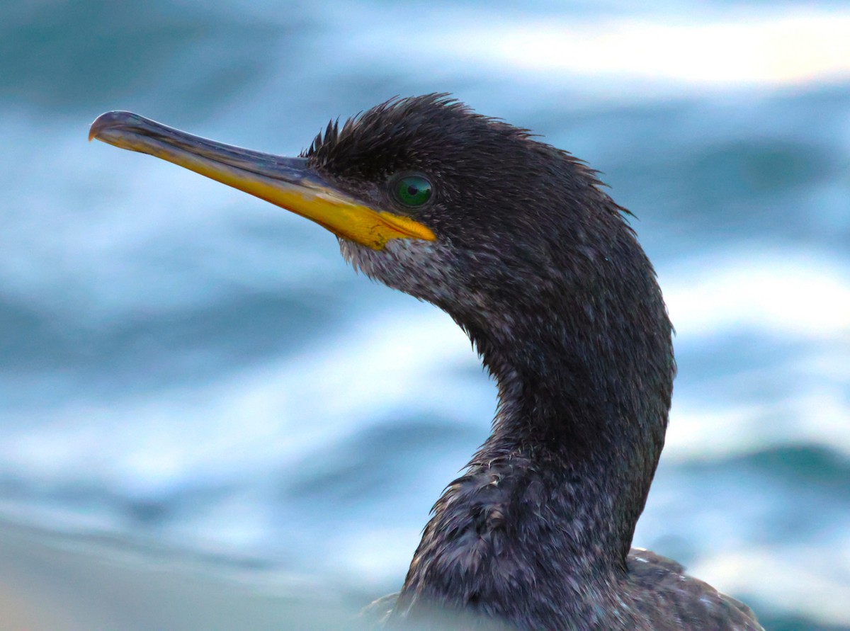European Shag - ML642807060