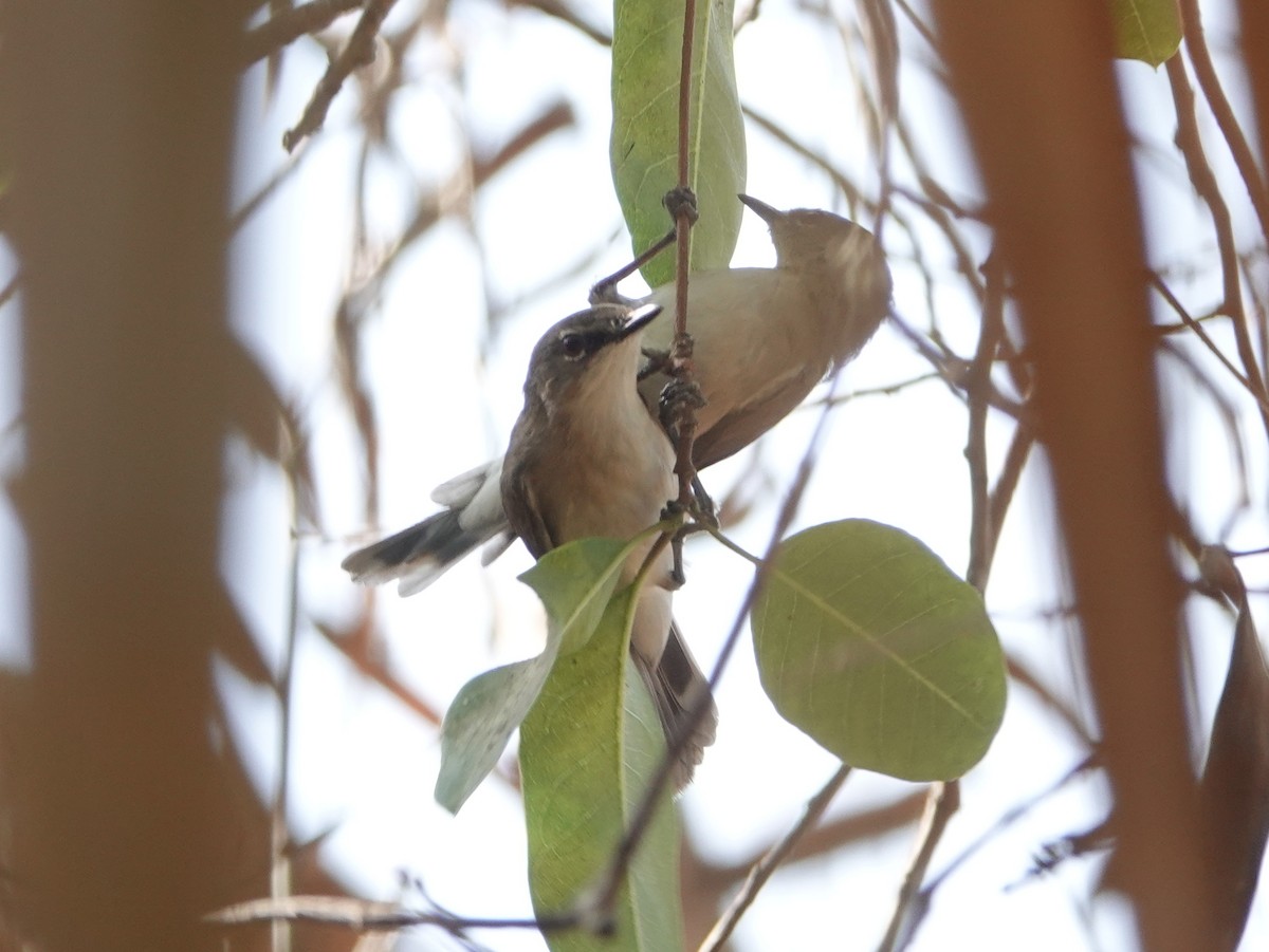 Large-billed Gerygone - ML642807069