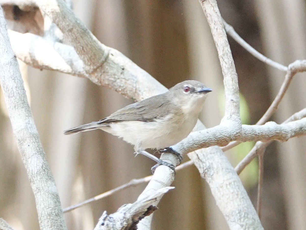 Large-billed Gerygone - ML642807070