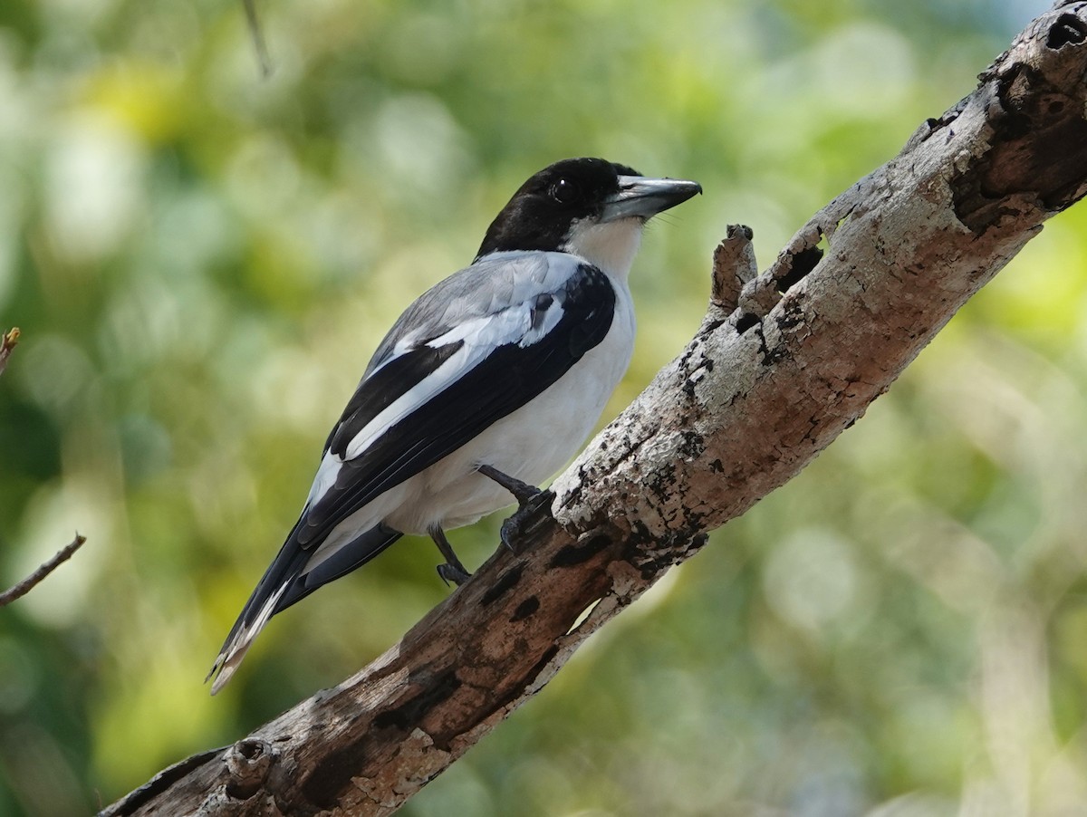 Silver-backed Butcherbird - ML642807079