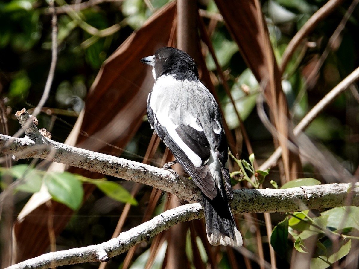 Silver-backed Butcherbird - ML642807080