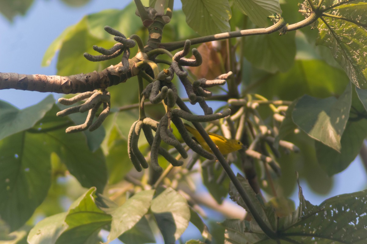 Yellow Warbler - ML642807081