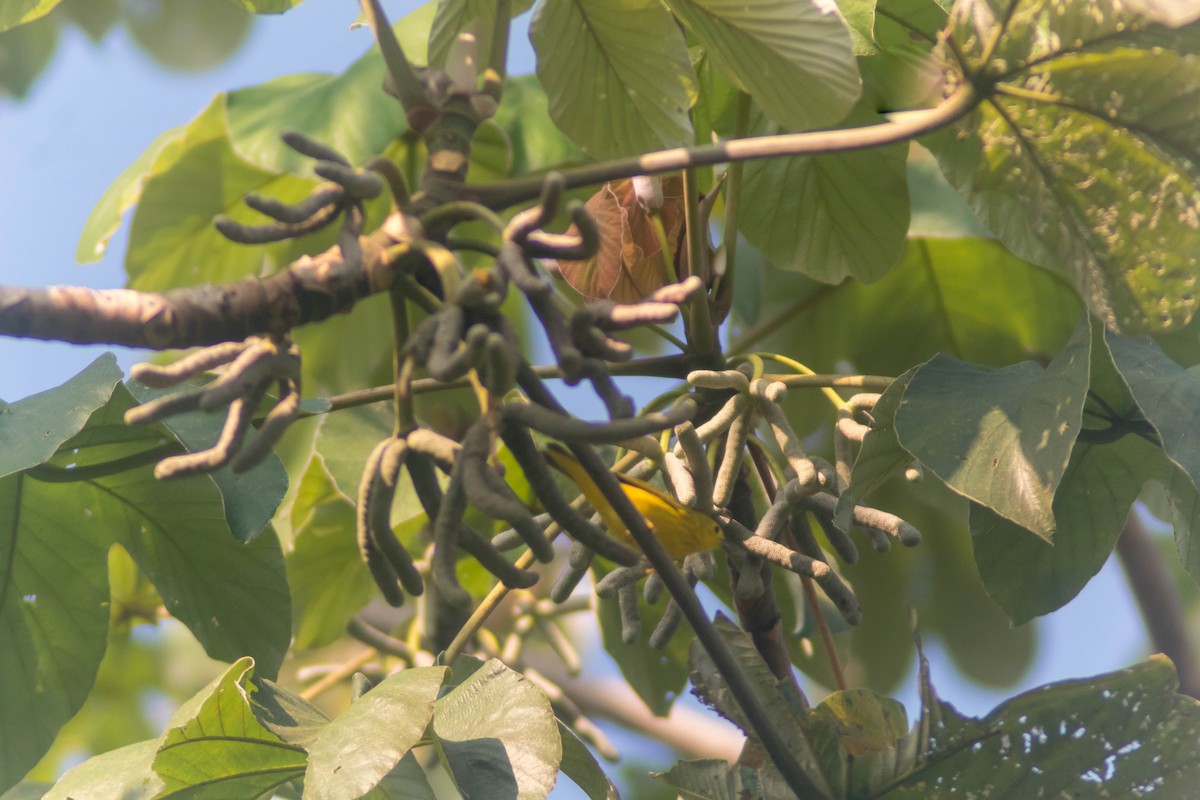Yellow Warbler - ML642807082