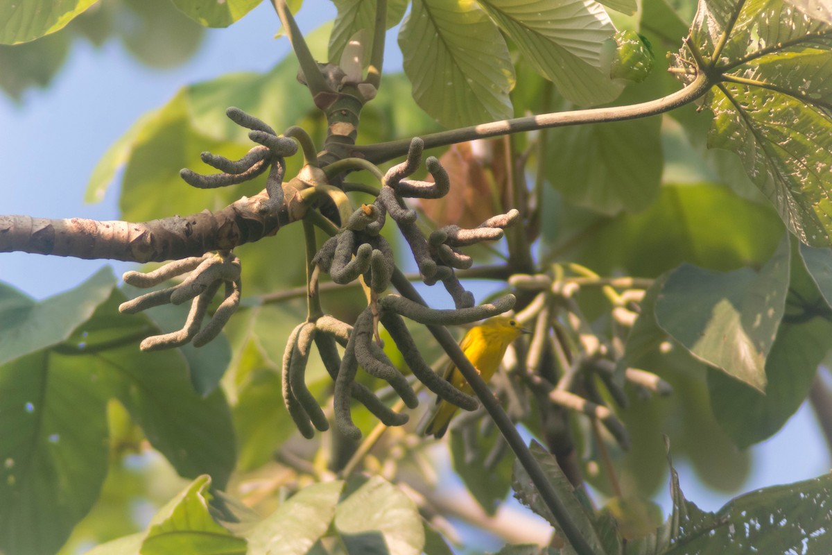 Yellow Warbler - ML642807083