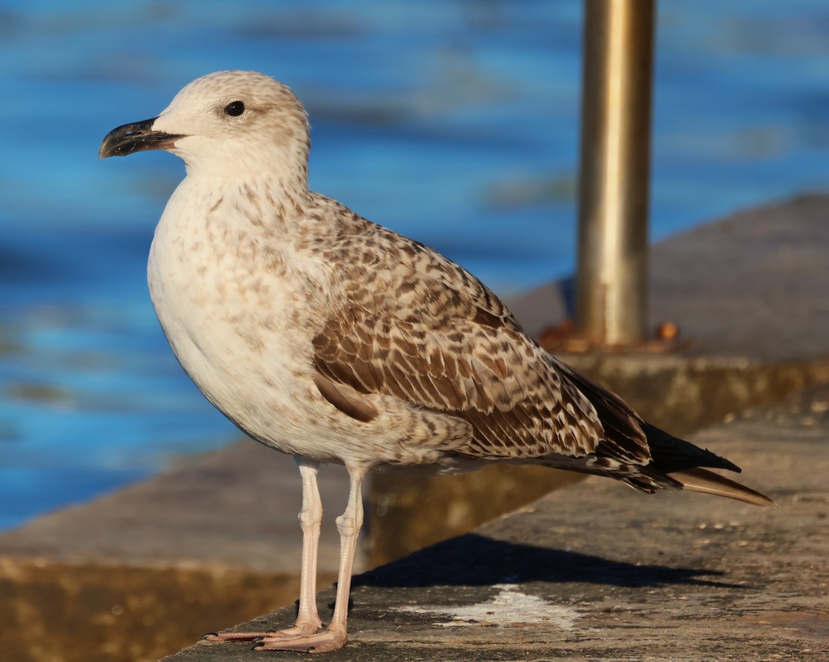 Yellow-legged Gull - ML642807102