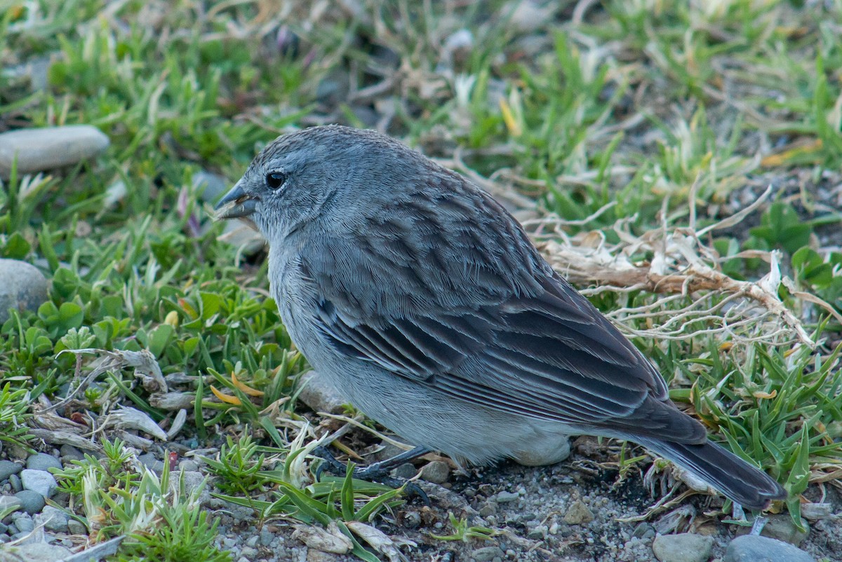 Ash-breasted Sierra Finch - ML642807103