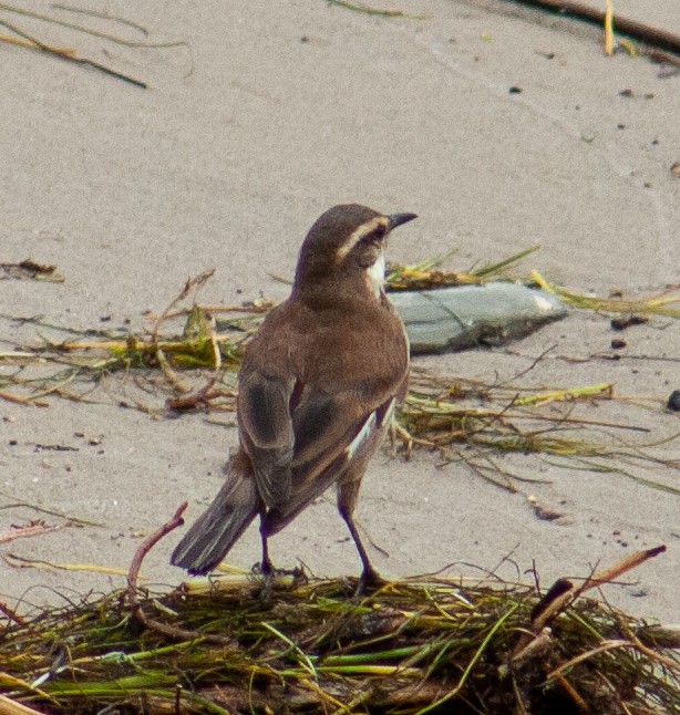Cream-winged Cinclodes - ML642807110
