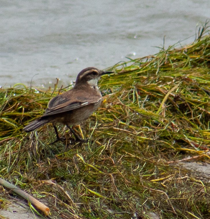 Cream-winged Cinclodes - ML642807111