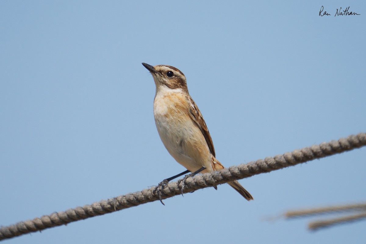 Whinchat - ML642807114
