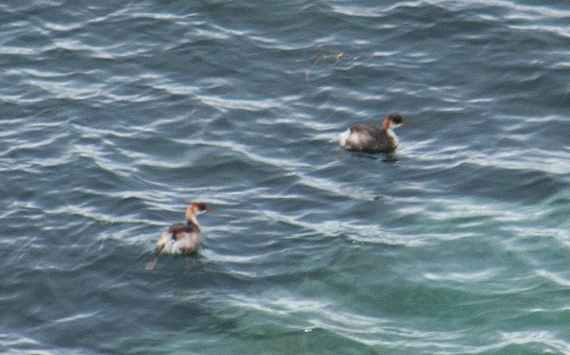 Titicaca Grebe - ML642807123