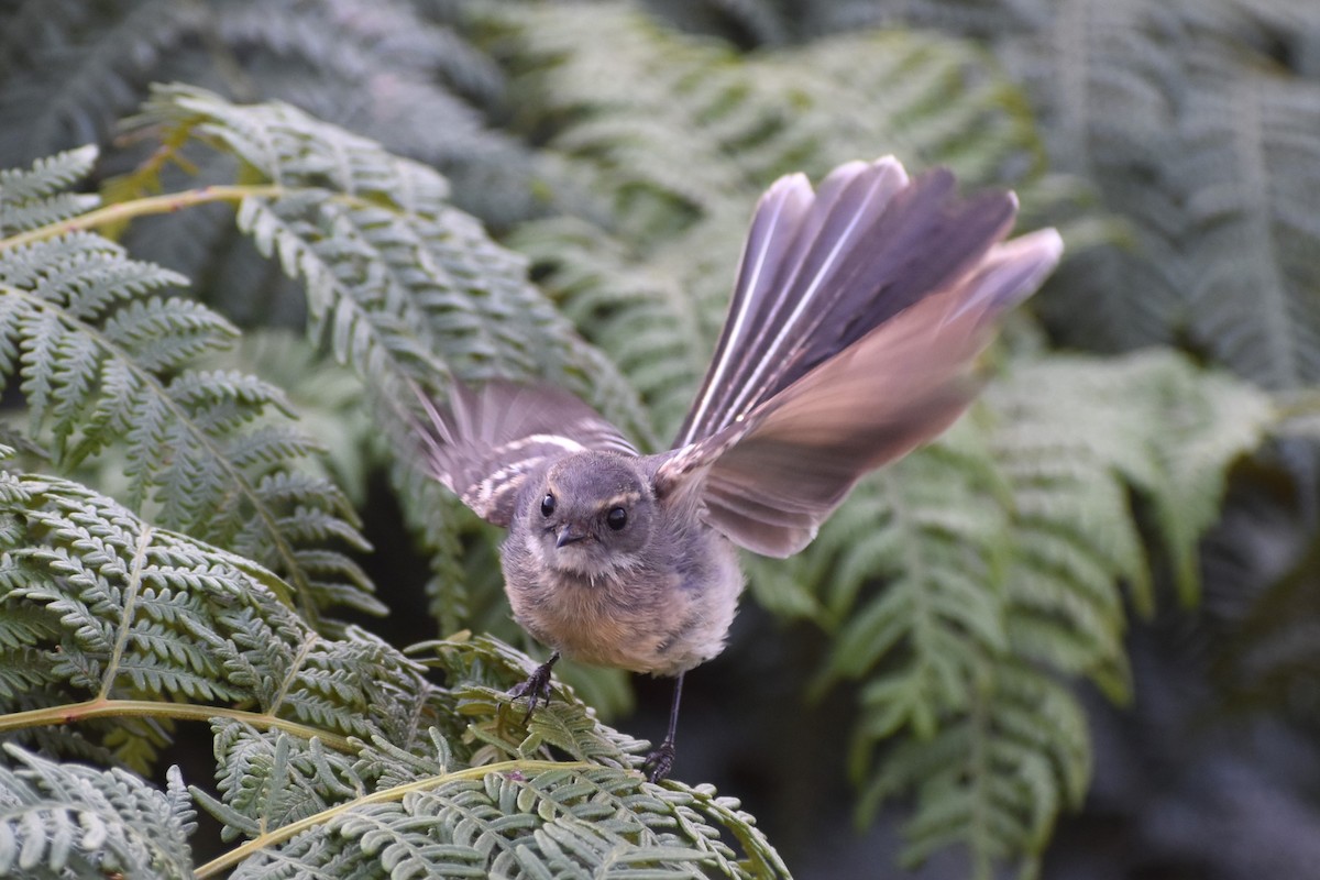 Gray Fantail - ML642807149
