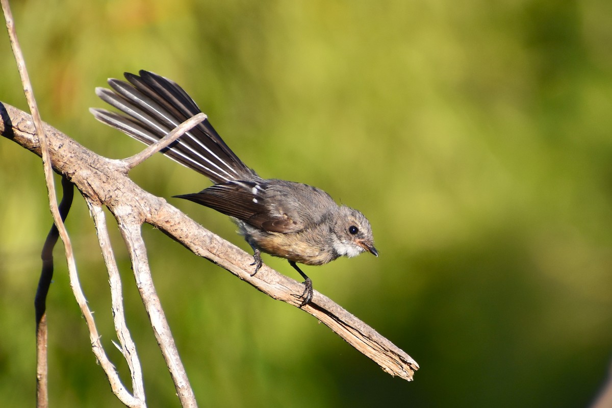Gray Fantail - ML642807151