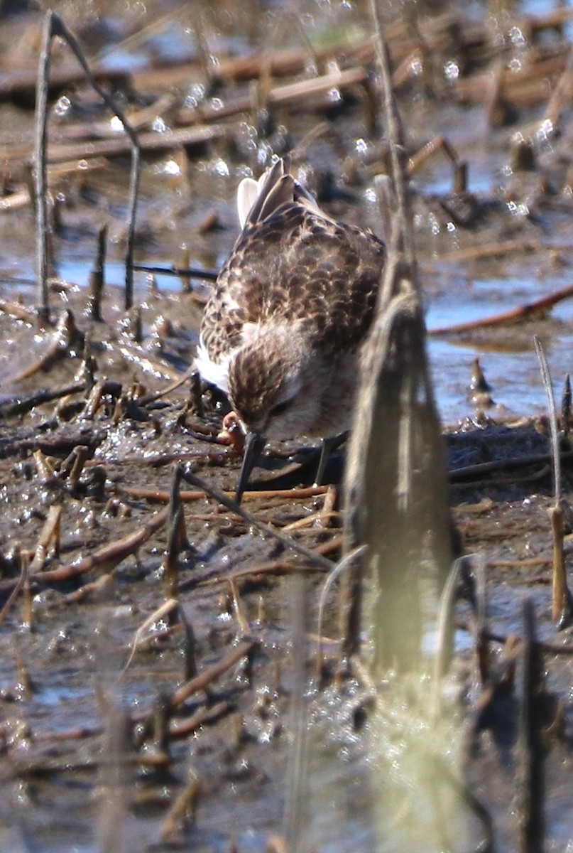 Semipalmated Sandpiper - ML642807152
