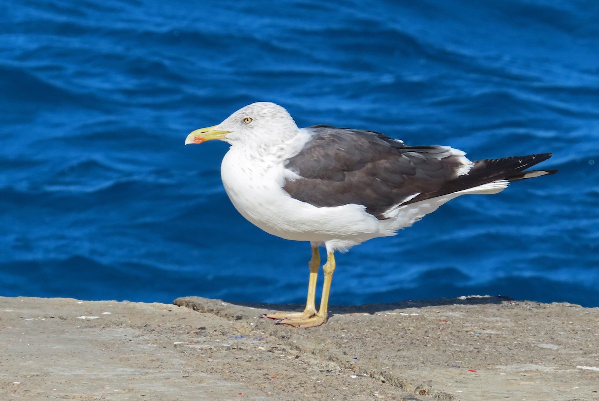 Lesser Black-backed Gull - ML642807170