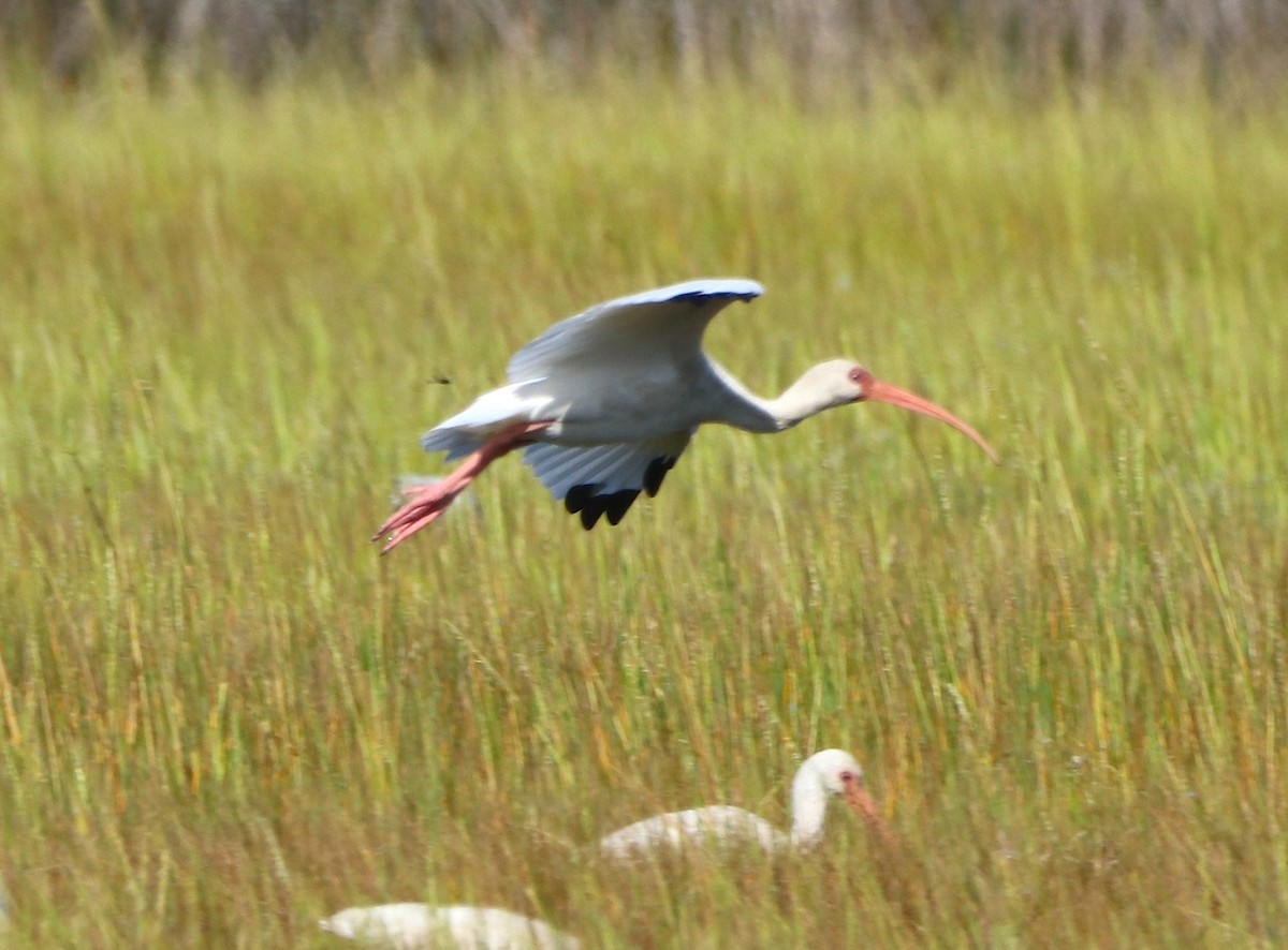 White Ibis - ML642807180