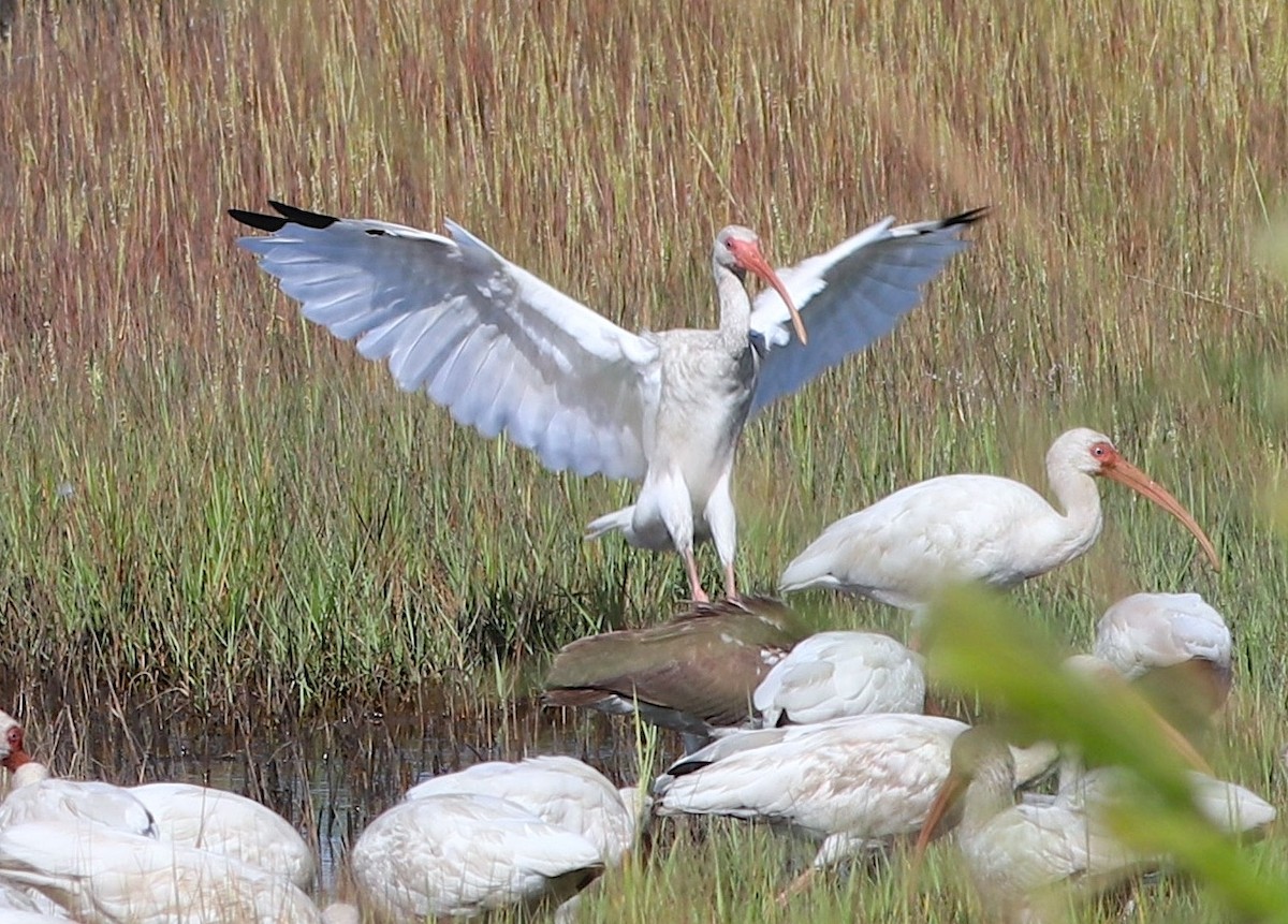 White Ibis - ML642807181