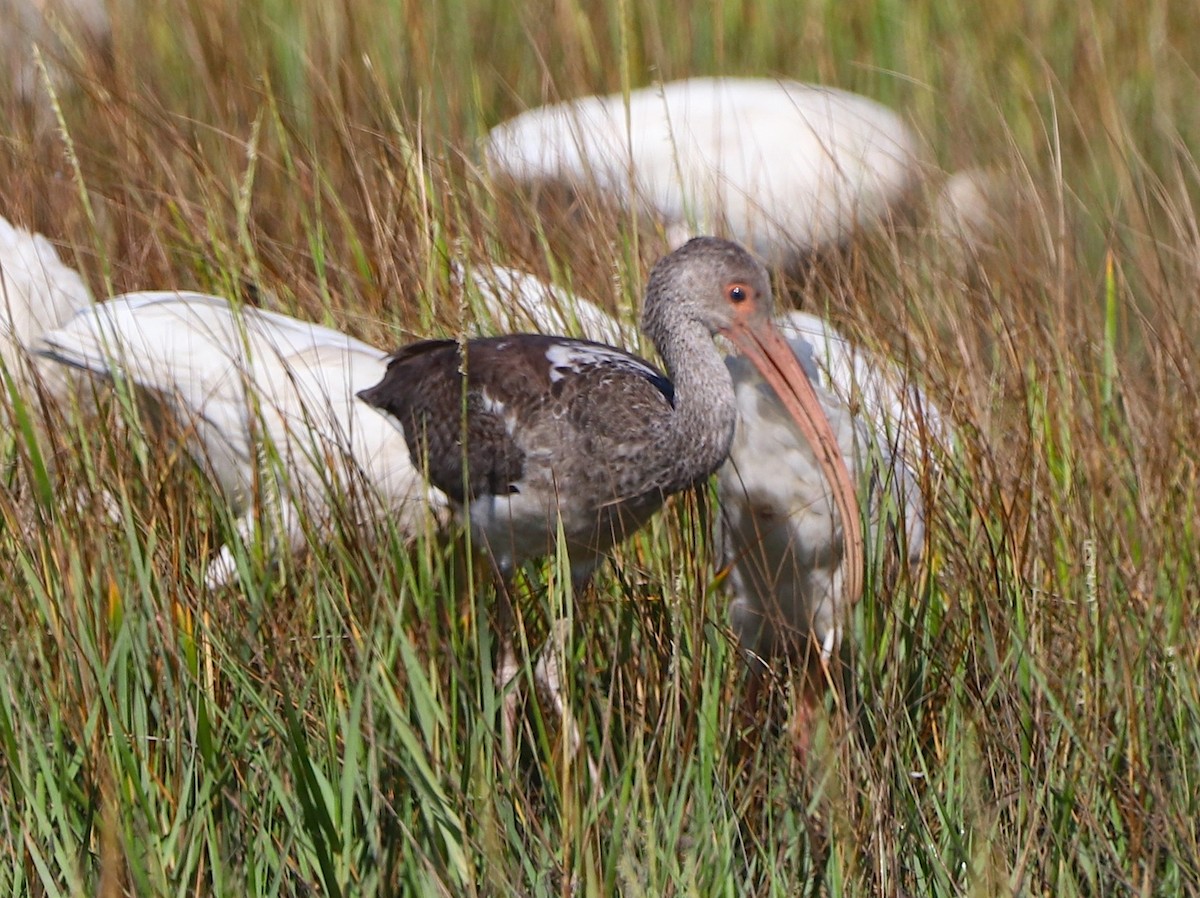 White Ibis - ML642807183