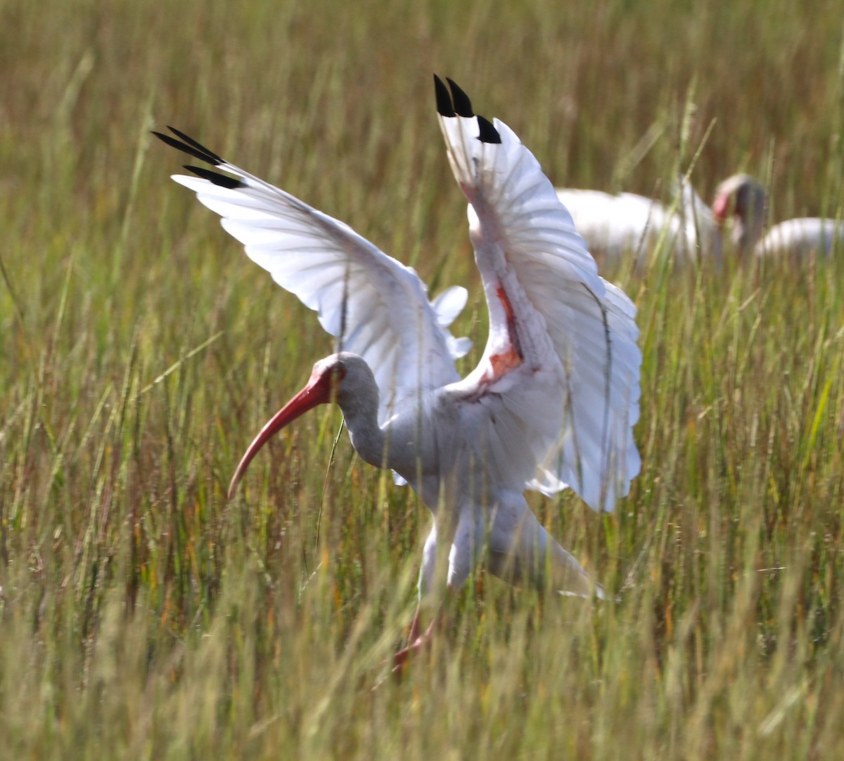White Ibis - ML642807184