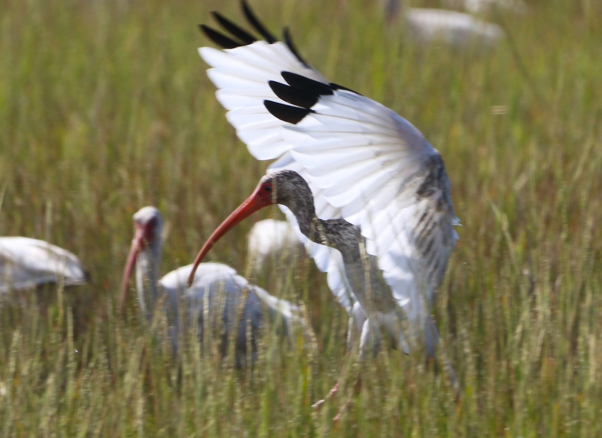 White Ibis - ML642807185