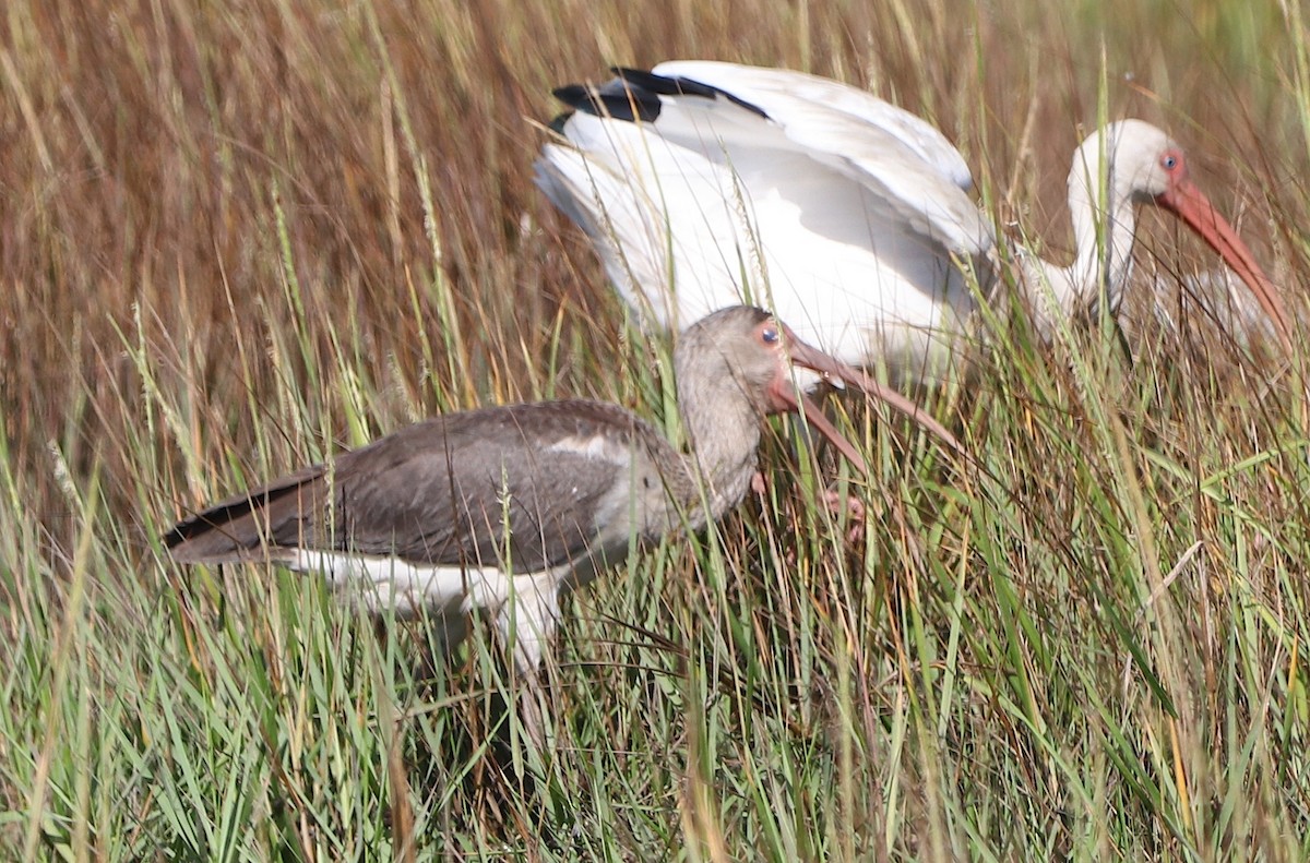 White Ibis - ML642807186