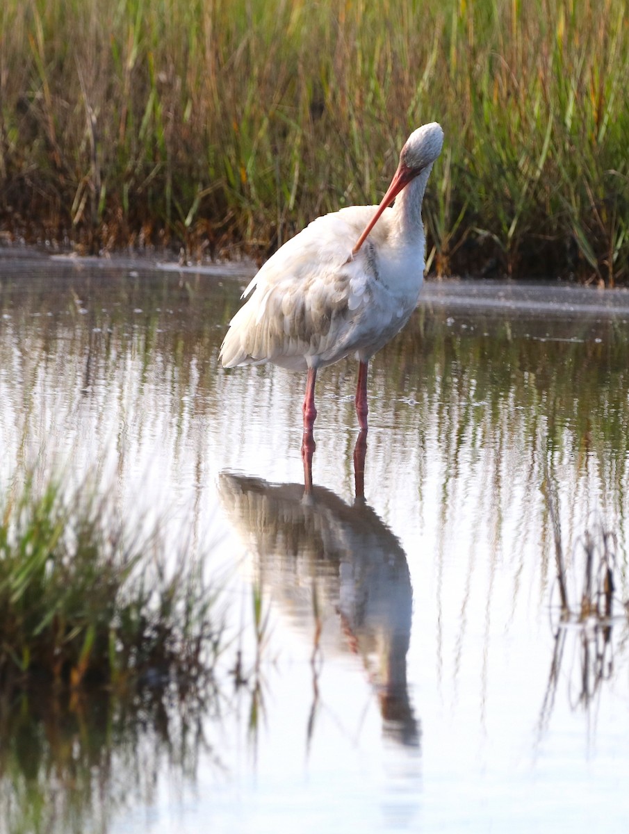 White Ibis - ML642807187
