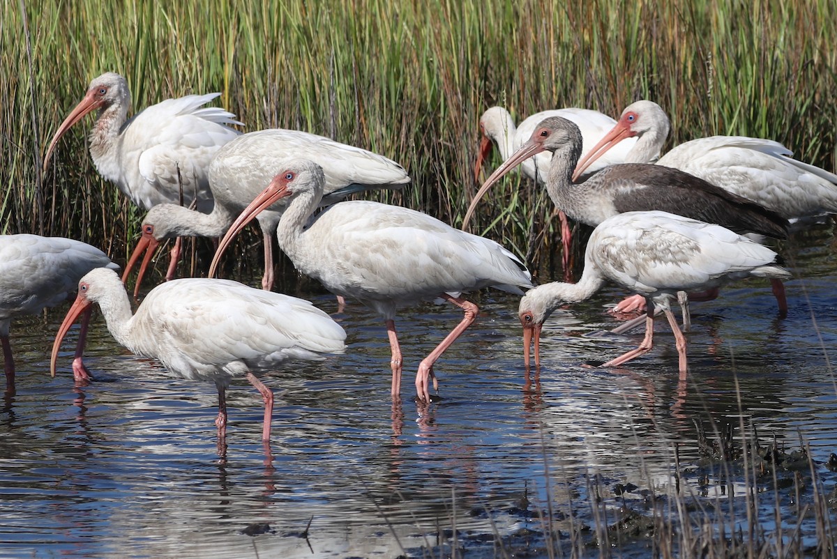 White Ibis - ML642807188